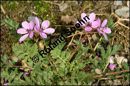 Gewöhnlicher Reiherschnabel, Erodium cicutarium, Geraniaceae, Erodium cicutarium, Gewöhnlicher Reiherschnabel, Blühend und fruchtend Kauf von 00576erodium_cicutariumimg_6427.jpg