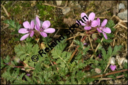 Gewöhnlicher Reiherschnabel, Erodium cicutarium, Geraniaceae, Erodium cicutarium, Gewöhnlicher Reiherschnabel, Blühend und fruchtend Kauf von 00576erodium_cicutariumimg_6428.jpg