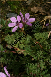Gewöhnlicher Reiherschnabel, Erodium cicutarium, Geraniaceae, Erodium cicutarium, Gewöhnlicher Reiherschnabel, Blühend und fruchtend Kauf von 00576erodium_cicutariumimg_6429.jpg