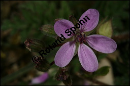 Gewöhnlicher Reiherschnabel, Erodium cicutarium, Geraniaceae, Erodium cicutarium, Gewöhnlicher Reiherschnabel, Blühend und fruchtend Kauf von 00576erodium_cicutariumimg_6430.jpg