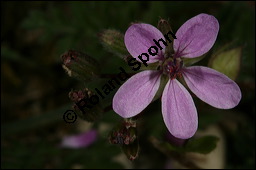 Gewöhnlicher Reiherschnabel, Erodium cicutarium, Geraniaceae, Erodium cicutarium, Gewöhnlicher Reiherschnabel, Blühend und fruchtend Kauf von 00576erodium_cicutariumimg_6431.jpg