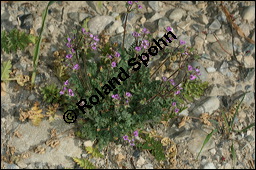 Gewöhnlicher Reiherschnabel, Erodium cicutarium, Geraniaceae, Erodium cicutarium, Gewöhnlicher Reiherschnabel, Blühend und fruchtend Kauf von 00576erodium_cicutariumimg_8447.jpg