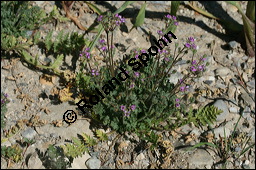 Gewöhnlicher Reiherschnabel, Erodium cicutarium, Geraniaceae, Erodium cicutarium, Gewöhnlicher Reiherschnabel, Blühend und fruchtend Kauf von 00576erodium_cicutariumimg_8448.jpg