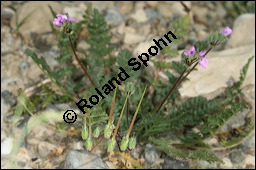 Gewöhnlicher Reiherschnabel, Erodium cicutarium, Geraniaceae, Erodium cicutarium, Gewöhnlicher Reiherschnabel, Blühend und fruchtend Kauf von 00576erodium_cicutariumimg_8449.jpg