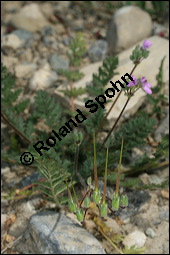 Gewöhnlicher Reiherschnabel, Erodium cicutarium, Geraniaceae, Erodium cicutarium, Gewöhnlicher Reiherschnabel, Blühend und fruchtend Kauf von 00576erodium_cicutariumimg_8450.jpg