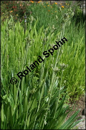 Yuccablättrige Edeldistel, Eryngium yuccifolium, Apiaceae, Eryngium yuccifolium, Yuccablättrige Edeldistel, Blattrosette Kauf von 00577eryngium_yuccifoliumimg_2792.jpg