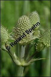 Yuccablättrige Edeldistel, Eryngium yuccifolium, Apiaceae, Eryngium yuccifolium, Yuccablättrige Edeldistel, Blattrosette Kauf von 00577eryngium_yuccifoliumimg_2793.jpg