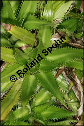 Yuccablättrige Edeldistel, Eryngium yuccifolium, Apiaceae, Eryngium yuccifolium, Yuccablättrige Edeldistel, Blattrosette Kauf von 00577eryngium_yuccifoliumimg_6256.jpg