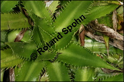 Yuccablättrige Edeldistel, Eryngium yuccifolium, Apiaceae, Eryngium yuccifolium, Yuccablättrige Edeldistel, Blattrosette Kauf von 00577eryngium_yuccifoliumimg_6257.jpg