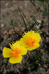 Schlafmützchen, Kalifornischer Kappenmohn, Goldmohn, Eschscholzia californica, Papaveraceae, Eschscholzia californica, Eschscholtzia californica, Schlafmützchen, Goldmohn, Kalifornischer Kappenmohn, Blühend Kauf von 00579eschscholzia_californicaimg_8639.jpg