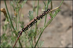 Schlafmützchen, Kalifornischer Kappenmohn, Goldmohn, Eschscholzia californica, Papaveraceae, Eschscholzia californica, Eschscholtzia californica, Schlafmützchen, Goldmohn, Kalifornischer Kappenmohn, Blühend Kauf von 00579eschscholzia_californicaimg_8641.jpg