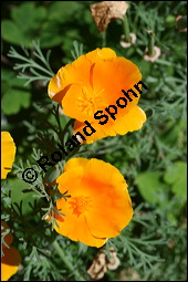 Schlafmützchen, Kalifornischer Kappenmohn, Goldmohn, Eschscholzia californica, Papaveraceae, Eschscholzia californica, Eschscholtzia californica, Schlafmützchen, Goldmohn, Kalifornischer Kappenmohn, Blühend Kauf von 00579eschscholzia_californicaimg_8950.jpg