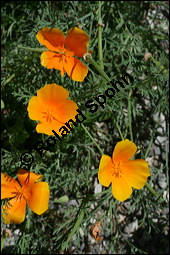 Schlafmützchen, Kalifornischer Kappenmohn, Goldmohn, Eschscholzia californica, Papaveraceae, Eschscholzia californica, Eschscholtzia californica, Schlafmützchen, Goldmohn, Kalifornischer Kappenmohn, Blühend Kauf von 00579eschscholzia_californicaimg_8951.jpg