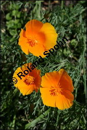 Schlafmützchen, Kalifornischer Kappenmohn, Goldmohn, Eschscholzia californica, Papaveraceae, Eschscholzia californica, Eschscholtzia californica, Schlafmützchen, Goldmohn, Kalifornischer Kappenmohn, Blühend Kauf von 00579eschscholzia_californicaimg_8952.jpg