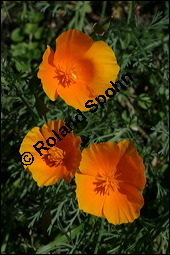 Schlafmützchen, Kalifornischer Kappenmohn, Goldmohn, Eschscholzia californica, Papaveraceae, Eschscholzia californica, Eschscholtzia californica, Schlafmützchen, Goldmohn, Kalifornischer Kappenmohn, Blühend Kauf von 00579eschscholzia_californicaimg_8953.jpg