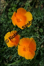 Schlafmützchen, Kalifornischer Kappenmohn, Goldmohn, Eschscholzia californica, Papaveraceae, Eschscholzia californica, Eschscholtzia californica, Schlafmützchen, Goldmohn, Kalifornischer Kappenmohn, Blühend Kauf von 00579eschscholzia_californicaimg_8954.jpg