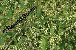 Europäisches Pfaffenhütchen, Euonymus europaeus, Celastraceae, Euonymus europaeus, Europäisches Pfaffenhütchen, Gewöhnliches Pfaffenhütchen, fruchtend Kauf von 00581_euonymus_europaeus_dsc_1014.jpg