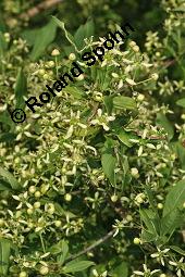 Europäisches Pfaffenhütchen, Euonymus europaeus, Celastraceae, Euonymus europaeus, Europäisches Pfaffenhütchen, Gewöhnliches Pfaffenhütchen, fruchtend Kauf von 00581_euonymus_europaeus_dsc_1015.jpg