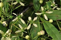 Europäisches Pfaffenhütchen, Euonymus europaeus, Celastraceae, Euonymus europaeus, Europäisches Pfaffenhütchen, Gewöhnliches Pfaffenhütchen, fruchtend Kauf von 00581_euonymus_europaeus_dsc_1016.jpg
