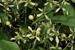 Europäisches Pfaffenhütchen, Euonymus europaeus, Celastraceae, Euonymus europaeus, Europäisches Pfaffenhütchen, Gewöhnliches Pfaffenhütchen, fruchtend Kauf von 00581_euonymus_europaeus_dsc_1017.jpg