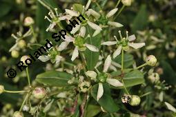 Europäisches Pfaffenhütchen, Euonymus europaeus, Celastraceae, Euonymus europaeus, Europäisches Pfaffenhütchen, Gewöhnliches Pfaffenhütchen, fruchtend Kauf von 00581_euonymus_europaeus_dsc_1018.jpg