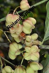 Europäisches Pfaffenhütchen, Euonymus europaeus, Celastraceae, Euonymus europaeus, Europäisches Pfaffenhütchen, Gewöhnliches Pfaffenhütchen, fruchtend Kauf von 00581_euonymus_europaeus_dsc_7222.jpg