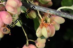 Europäisches Pfaffenhütchen, Euonymus europaeus, Celastraceae, Euonymus europaeus, Europäisches Pfaffenhütchen, Gewöhnliches Pfaffenhütchen, fruchtend Kauf von 00581_euonymus_europaeus_dsc_7224.jpg