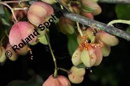 Europäisches Pfaffenhütchen, Euonymus europaeus, Celastraceae, Euonymus europaeus, Europäisches Pfaffenhütchen, Gewöhnliches Pfaffenhütchen, fruchtend Kauf von 00581_euonymus_europaeus_dsc_7225.jpg