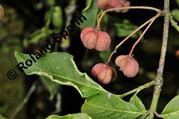 Europäisches Pfaffenhütchen, Euonymus europaeus, Celastraceae, Euonymus europaeus, Europäisches Pfaffenhütchen, Gewöhnliches Pfaffenhütchen, fruchtend Kauf von 00581_euonymus_europaeus_dsc_7550.jpg