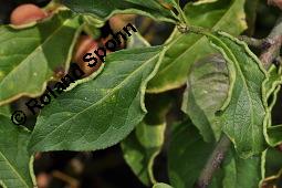Europäisches Pfaffenhütchen, Euonymus europaeus, Celastraceae, Euonymus europaeus, Europäisches Pfaffenhütchen, Gewöhnliches Pfaffenhütchen, fruchtend Kauf von 00581_euonymus_europaeus_dsc_7551.jpg