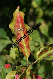 Europäisches Pfaffenhütchen, Euonymus europaeus, Celastraceae, Euonymus europaeus, Europäisches Pfaffenhütchen, Gewöhnliches Pfaffenhütchen, fruchtend Kauf von 00581euonymus_europaeusimg_4135.jpg