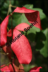 Europäisches Pfaffenhütchen, Euonymus europaeus, Celastraceae, Euonymus europaeus, Europäisches Pfaffenhütchen, Gewöhnliches Pfaffenhütchen, fruchtend Kauf von 00581euonymus_europaeusimg_4137.jpg