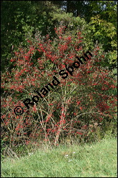 Europäisches Pfaffenhütchen, Euonymus europaeus, Celastraceae, Euonymus europaeus, Europäisches Pfaffenhütchen, Gewöhnliches Pfaffenhütchen, fruchtend Kauf von 00581euonymus_europaeusimg_4223.jpg