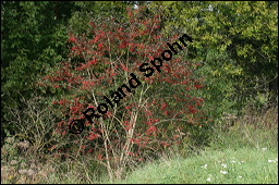 Europäisches Pfaffenhütchen, Euonymus europaeus, Celastraceae, Euonymus europaeus, Europäisches Pfaffenhütchen, Gewöhnliches Pfaffenhütchen, fruchtend Kauf von 00581euonymus_europaeusimg_4224.jpg