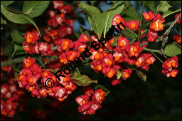 Europäisches Pfaffenhütchen, Euonymus europaeus, Celastraceae, Euonymus europaeus, Europäisches Pfaffenhütchen, Gewöhnliches Pfaffenhütchen, fruchtend Kauf von 00581euonymus_europaeusimg_4226.jpg