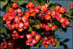Europäisches Pfaffenhütchen, Euonymus europaeus, Celastraceae, Euonymus europaeus, Europäisches Pfaffenhütchen, Gewöhnliches Pfaffenhütchen, fruchtend Kauf von 00581euonymus_europaeusimg_4227.jpg