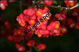 Europäisches Pfaffenhütchen, Euonymus europaeus, Celastraceae, Euonymus europaeus, Europäisches Pfaffenhütchen, Gewöhnliches Pfaffenhütchen, fruchtend Kauf von 00581euonymus_europaeusimg_4228.jpg
