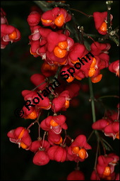 Europäisches Pfaffenhütchen, Euonymus europaeus, Celastraceae, Euonymus europaeus, Europäisches Pfaffenhütchen, Gewöhnliches Pfaffenhütchen, fruchtend Kauf von 00581euonymus_europaeusimg_4229.jpg