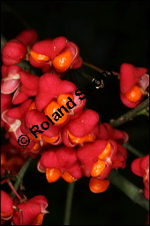 Europäisches Pfaffenhütchen, Euonymus europaeus, Celastraceae, Euonymus europaeus, Europäisches Pfaffenhütchen, Gewöhnliches Pfaffenhütchen, fruchtend Kauf von 00581euonymus_europaeusimg_4231.jpg