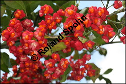 Europäisches Pfaffenhütchen, Euonymus europaeus, Celastraceae, Euonymus europaeus, Europäisches Pfaffenhütchen, Gewöhnliches Pfaffenhütchen, fruchtend Kauf von 00581euonymus_europaeusimg_4232.jpg