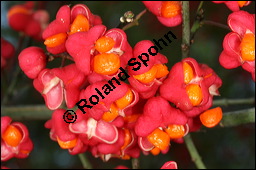 Europäisches Pfaffenhütchen, Euonymus europaeus, Celastraceae, Euonymus europaeus, Europäisches Pfaffenhütchen, Gewöhnliches Pfaffenhütchen, fruchtend Kauf von 00581euonymus_europaeusimg_4233.jpg