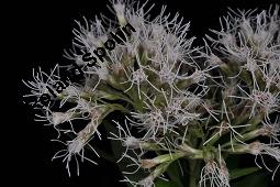 Gewöhnlicher Wasserdost, Eupatorium cannabinum, Asteraceae, Eupatorium cannabinum, Gewöhnlicher Wasserdost, Blühend Kauf von 00583_eupatorium_cannabinum_dsc_6773.jpg