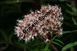 Gewöhnlicher Wasserdost, Eupatorium cannabinum, Asteraceae, Eupatorium cannabinum, Gewöhnlicher Wasserdost, Blühend Kauf von 00583eupatorium_cannabinumimg_4039.jpg