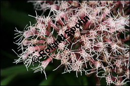 Gewöhnlicher Wasserdost, Eupatorium cannabinum, Asteraceae, Eupatorium cannabinum, Gewöhnlicher Wasserdost, Blühend Kauf von 00583eupatorium_cannabinumimg_4040.jpg