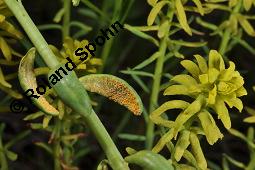 Zypressen-Wolfsmilch, Euphorbia cyparissias, Euphorbiaceae, Euphorbia cyparissias, Zypressen-Wolfsmilch, Blühend Kauf von 00586_euphorbia_cyparissias_dsc_0263.jpg