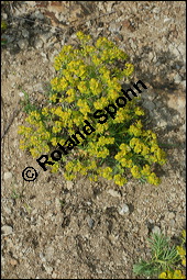 Zypressen-Wolfsmilch, Euphorbia cyparissias, Euphorbiaceae, Euphorbia cyparissias, Zypressen-Wolfsmilch, Blühend Kauf von 00586euphorbia_cyparissiasimg_6963.jpg