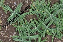 Spring-Wolfsmilch, Kreuzblättrige Wolfsmilch, Euphorbia lathyris, Euphorbia lathyris, Spring-Wolfsmilch, Kreuzblättrige Wolfsmilch, Euphorbiaceae, Beblättert Kauf von 00587_euphorbia_lathyris_dsc_7357.jpg