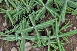 Spring-Wolfsmilch, Kreuzblättrige Wolfsmilch, Euphorbia lathyris, Euphorbia lathyris, Spring-Wolfsmilch, Kreuzblättrige Wolfsmilch, Euphorbiaceae, Beblättert Kauf von 00587_euphorbia_lathyris_dsc_7358.jpg