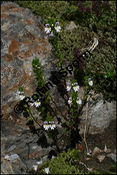 Großer Augentrost, Euphrasia officinalis, Scrophulariaceae, Euphrasia officinalis, Euphrasia rostkoviana, Großer Augentrost, Gebräuchlicher Augentrost, Habitus blühend Kauf von 00591euphrasia_officinalisimg_3714.jpg