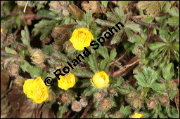 Siebenblättriges Fingerkraut, Rötliches Fingerkraut, Potentilla heptaphylla, Rosaceae, Potentilla heptaphylla, Potentilla rubens, Siebenblättriges Fingerkraut, Rötliches Fingerkraut, Blühend Kauf von 00595potentilla_heptaphyllaimg_5843.jpg